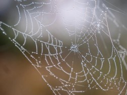 ობობა ობობა