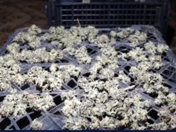 ნარკოტიკული საშუალები