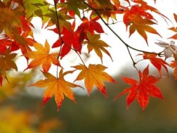 შემოდგომა