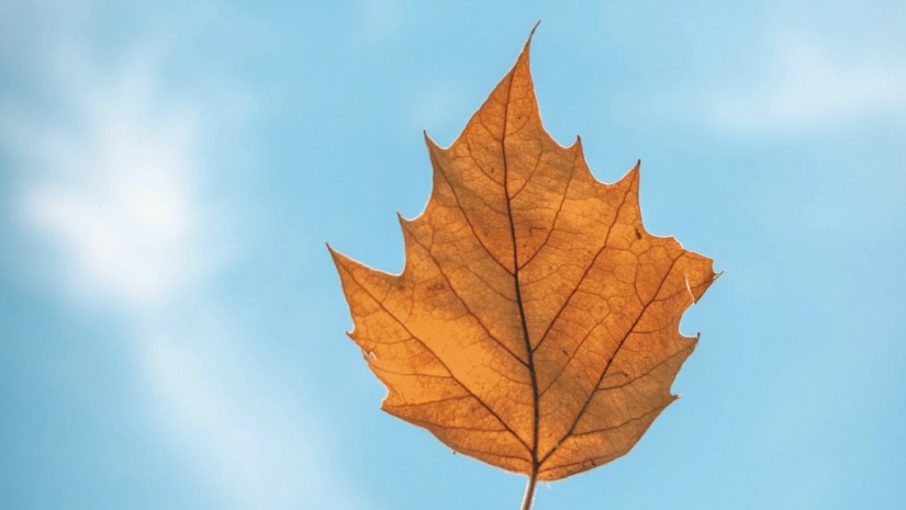 შემოდგომა