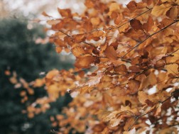 შემოდგომა