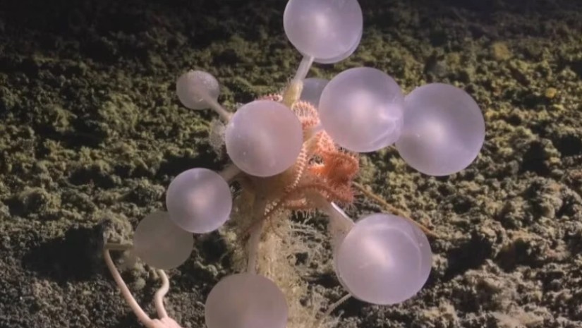 ანტარქტიდა