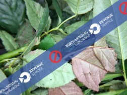 დაზიანებული მოჭრილი ყვავილები