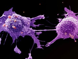 სად ქრება კიბოს უჯრედები