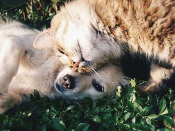 კატები და ძაღლები