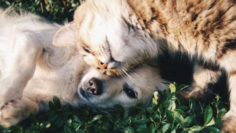 კატები და ძაღლები