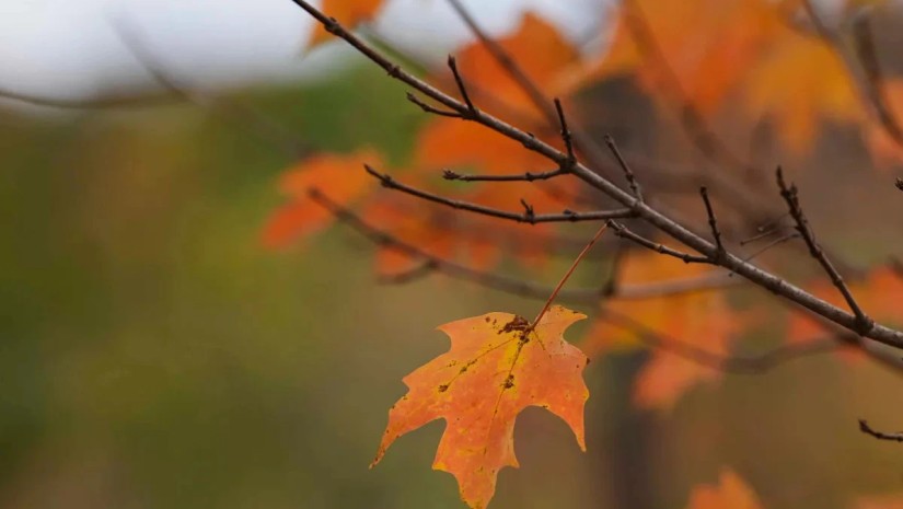 ნოემბერი