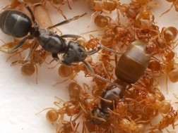 ჭიანჭველები