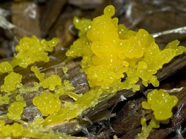 სოკო სოკო