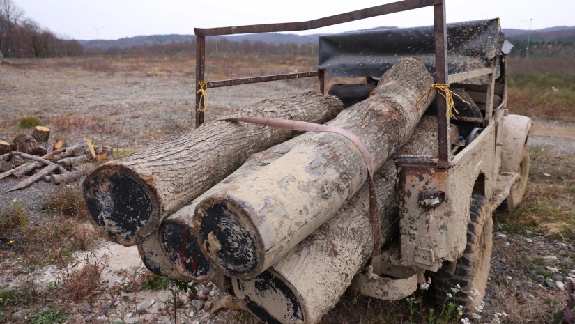  ჭიათურაში, სახელმწიფო ტყის ტერიტორიაზე ხე-ტყის უკანონო მოპოვებისა და ტრანსპორტირების ფაქტი გამოავლინდა