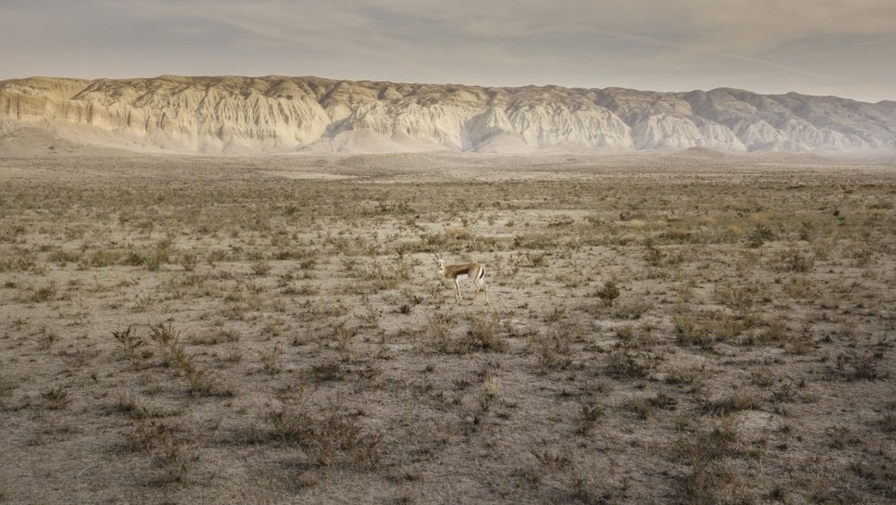 გარემოს დაცვისა და სოფლის მეურნეობის სამინისტროს შემუშავებული პოლიტიკის შესაბამისად დაცული ტერიტორიების სააგენტო ახორციელებს მნიშვნელოვან საკონსერვაციო პროექტებს პოპულაციების აღდგენის მიზნით 