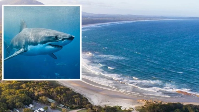 ზვიგენის თავდასხმა