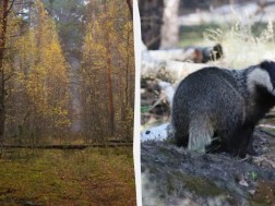 ხზიველი