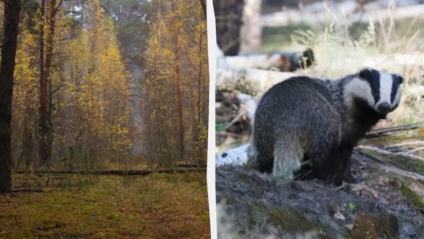 ხზიველი