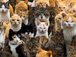  შინაური კატები