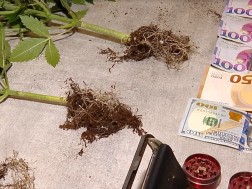 პოლიციამ 7 პირი დააკავა