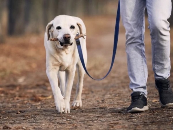 ძაღლი ძაღლი