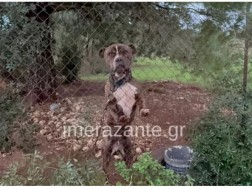 პიტბული საბერძნეთი პიტბული საბერძნეთი