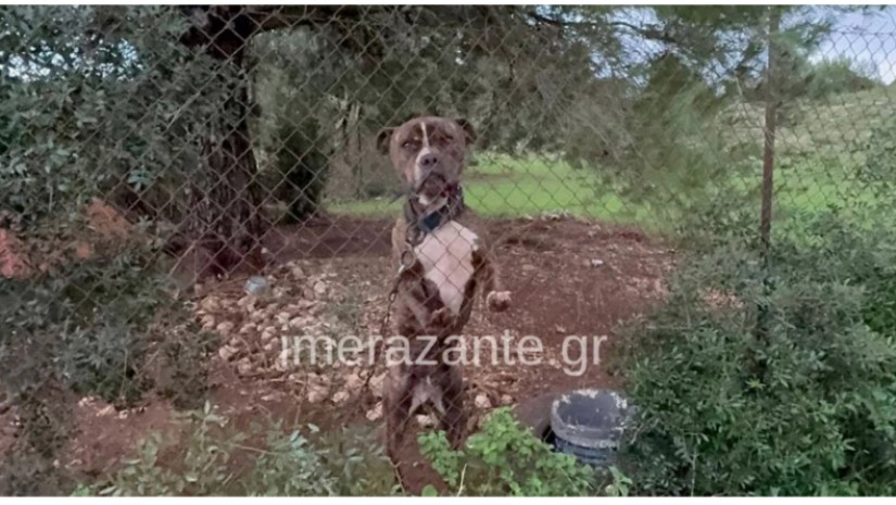 პიტბული საბერძნეთი 