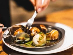 ლოკოკინები