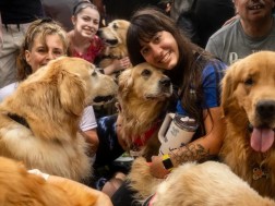 ოქროსფერი რეტრივერი