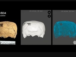 ოთხკუთხა ფორმის თავის ქალა