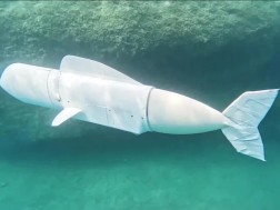 თევზი თევზი