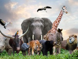 ცხოველები ცხოველები