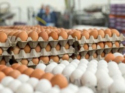 კვერცხი კვერცხი