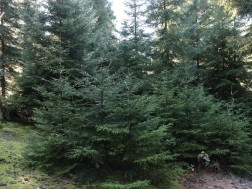 ნაძვის ხე