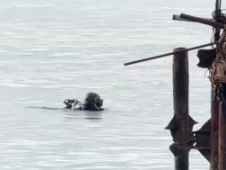 შავ ზღვაში მამაკაცის ცხედარს ეძებენ