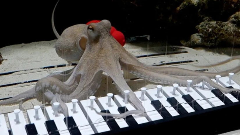 რვაფეხა 