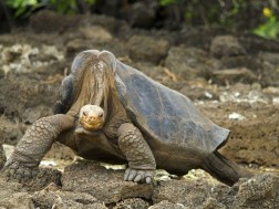 კუ ჯორჯი