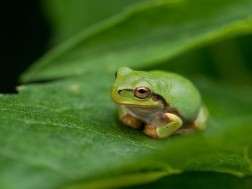 ხის ბაყაყი