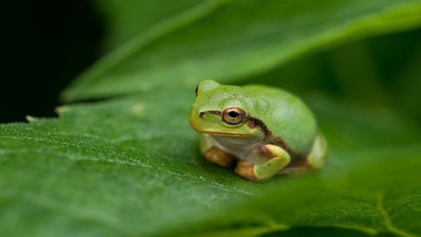 ხის ბაყაყი
