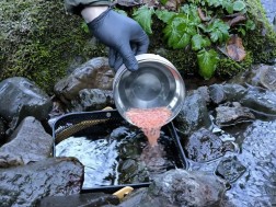 ზემო იმერეთის მდინარეები ნაკადულის კალმახის ქვირითით დათევზიანდა