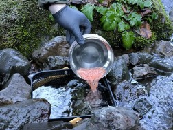  ზემო იმერეთის მდინარეები  ნაკადულის კალმახის ქვირითით დათევზიანდა