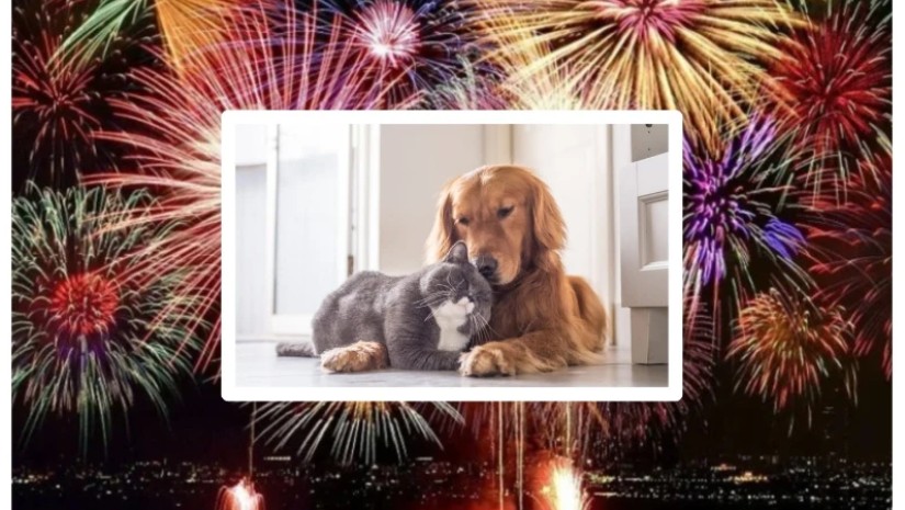 შინაური ცხოველები