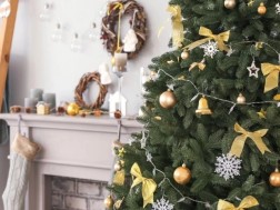 ნაძვის ხე