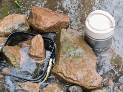 დათევზიანება