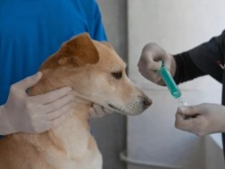 ვეტკლინიკა