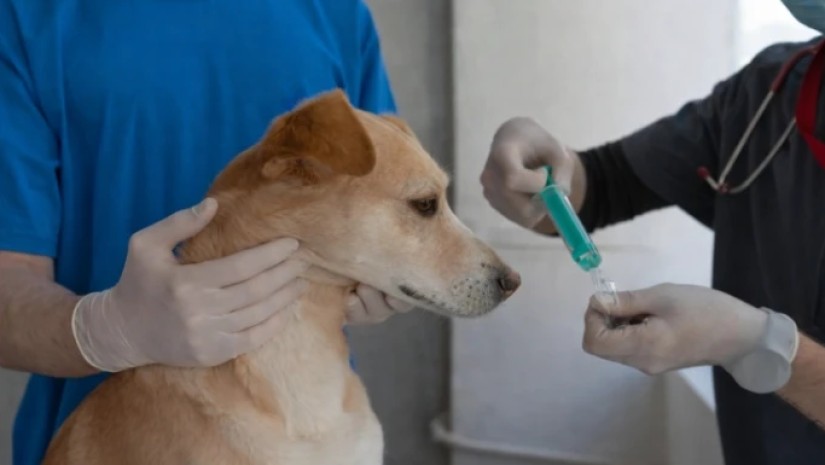 ვეტკლინიკა