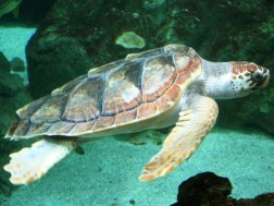 ზღვის კუ