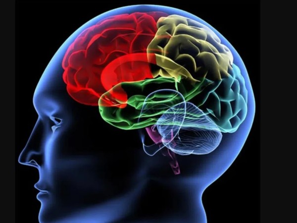 ტვინი ტვინი