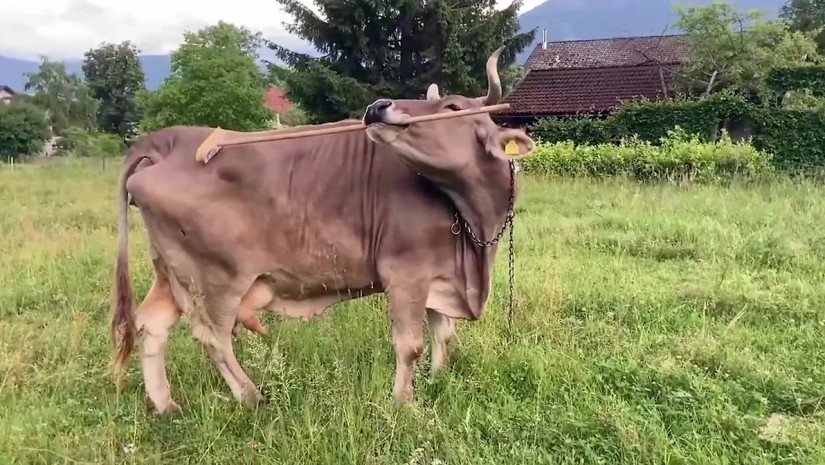 ძროხა ვერონიკა