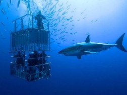 ხელის თხოვნა წყლის ქვეშ ხელის თხოვნა წყლის ქვეშ