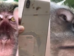 მაიმუნი