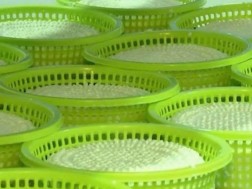 ყველი ყველი