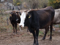 საქონელი