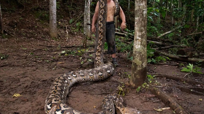 ინდოეთში მცხოვრები პითონი